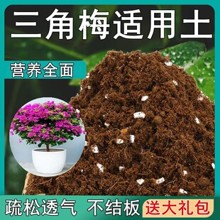 [gift package] bougainvillea suitable soil loose breathable potted green plant special indoor plant nutrient soil fertilizer
