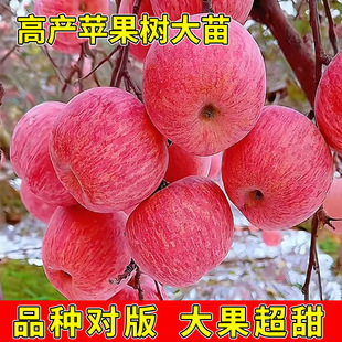 �޽��O��������ϱ����N���Ե�����ͥԺ�����O����Y���������