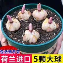 �M����ˮ�ٺϷN���ļ��_���҃����̨���^�ٺ��ͺ����B�ذ�Nֲ