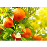 果丰宝 50% Daofengsan Citrus Scale Scalus Ryce Rice 3-Carry-Borer Rice Leaf Colling Borer Insectuicd