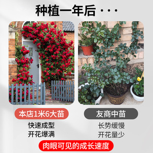 Rose Flower Saplings Balcony Climbing Vine Rose Flower Seedlings Medium and Large Seedlings Strong Fragrance Cold-Resistant Garden Plants Rose Flower Potted Plants