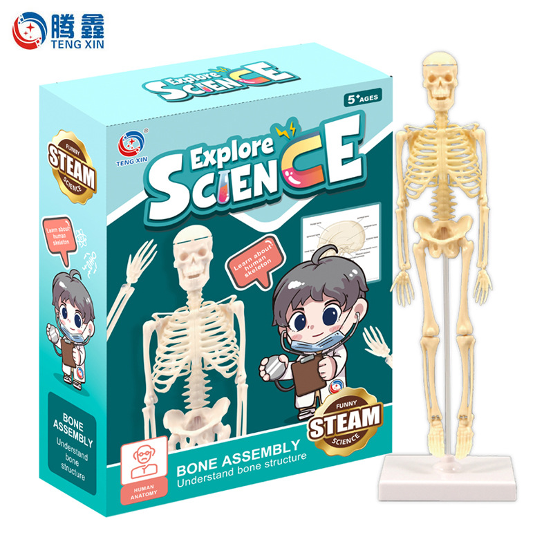 Modelo de esqueleto humano pequeño esqueleto de simulación de cuerpo completo de educación temprana para niños juguetes educativos material didáctico fuente de fábrica al por mayor