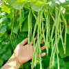 Four Seasons Bean Seed Nen Jade Seed Seeds Seeds Kidmor Conspica Ledder Bean Bean Bean Farm Farm Vegetable Vegetables