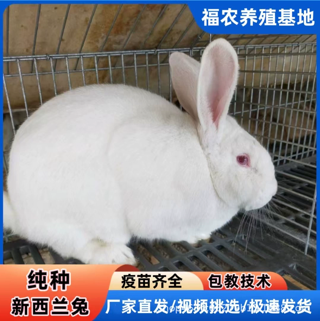 Производители продают живых чистокровных новозеландских кроликов, рассаду новозеландских кроликов, молодых белых кроликов и новозеландских мясных кроликов для разведения.