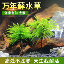 万年藓水草活体耐活耐低温苔藓鱼缸水族箱生态瓶雨淋缸造景水草