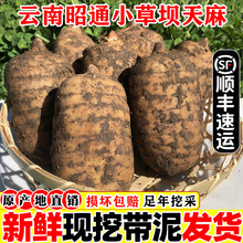 新鲜天麻野生云南昭通正小草坝天麻粉片干材包