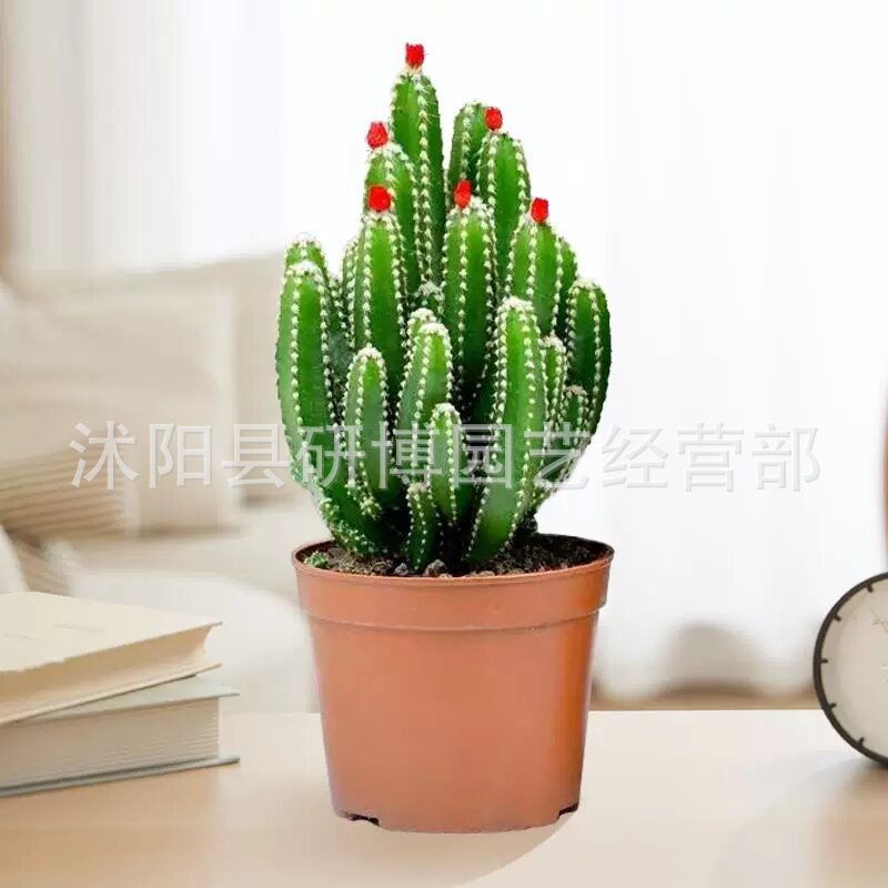 Curacao Aloe Vera sala de macetas belleza irrigación piel verde escritorio de oficina carne ciudad que nunca duerme Aloe Vera flores cactus