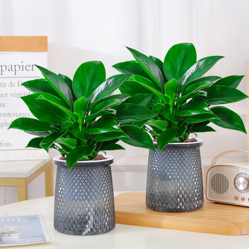 [2개 특별 제공] 20-30CM 골드 다이아몬드 3개 + 회색 별빛 분지 + 영양액