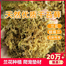 优质干苔藓兰花蝴蝶兰种植铁皮石斛花盆专用土胡蝴蝶兰花厂家直销