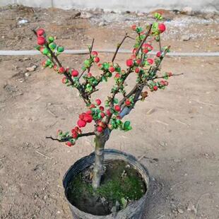 �ļ������_�����Ļ��L�۹ژ����辰�Ϙ����Ի�����������