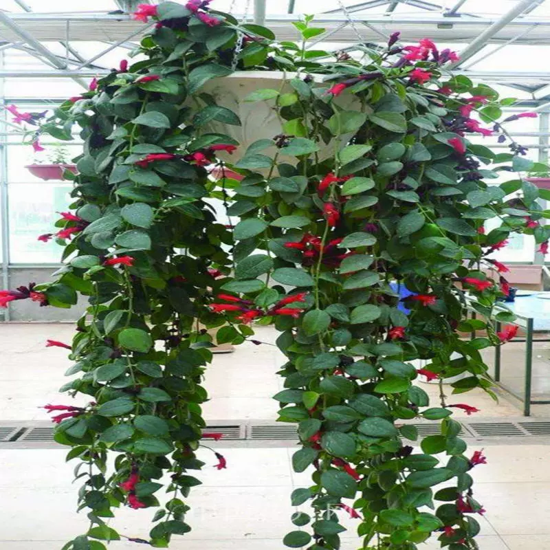 Помада Chlorophyllum Горшечный цветок Рассада Внутренний балкон Висячий цветок Chlorophyllum Зеленое растение Плющ Зеленый горшок Золотая рыбка