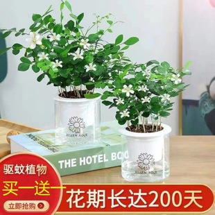 Mosquito Repellent Jiuli Xiang Buy One Get One Free Hydroponic Plants Indoor and Outdoor Strong Fragrance Four-Season Plants Living Room Balcony Fragrant Florals