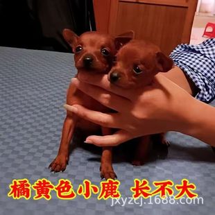 ���lС¹Ȯ�豭Ȯ���ﹷ�����pȮ��HȮС�Ͳ豭Ȯ���w�o�lȮ����