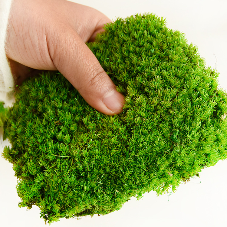 Musgo inmortal pelo blanco musgo gris grande planta verde pared flor seca Fondo pared planta pared musgo fuente