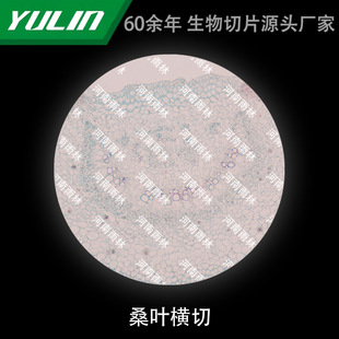 Mulberry Leaf Cross-cut Biological Microscope Experimental Slide Rainforest Production Slicing Specimen Teaching Science Popularization for Colleges and Universities