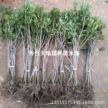 ˮח÷޽ӴɾӖ|÷ϱͥԺԵخY