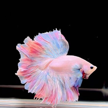 ̩�����������������ȴ������ͻ���С����׵�ˮ���³����ɴ��