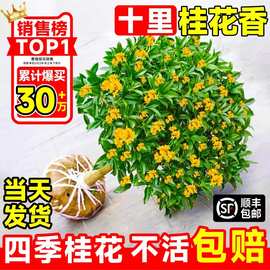 桂花树苗四季桂盆栽室内花卉植物金桂丹桂庭院大树浓香型绿植开花