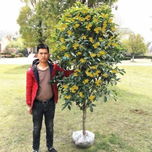 �𻨘���ͥԺ���Խ�𵤹�ԭ���������ֲ����㻨���ļ�����