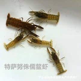 包邮特萨努螯侏儒小螯虾迷你螯虾除蜗虫小型螯虾观赏宠物虾场自养