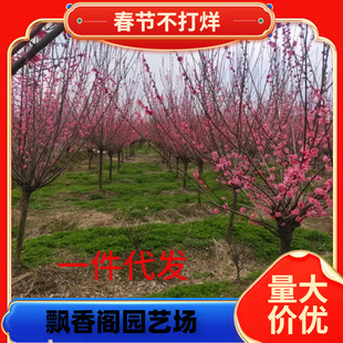 һ�����lԭ������t÷����ͥԺ�����ļ�����ֲ���D÷�ߗU�G÷����