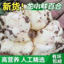 包邮现挖鲜百合新鲜食用百合功效百合天无硫微苦种球非兰州宜