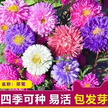 ²ɴշNļ׷N̨ͥԺԻ¾սDN