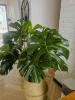 Big leaf turtle back height 90-100cm [including woven basket]