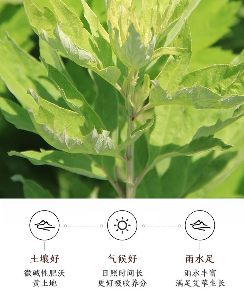 Wild Mugwort Moxa Sticks Ai Tiao 三年陈艾绒 Pure Moxibustion Rolls for Home Warming Therapy overview