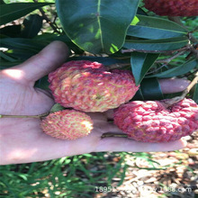 增城挂绿荔枝苗果树荔枝王盆栽地栽嫁接高压挂绿荔枝苗当年结果苗