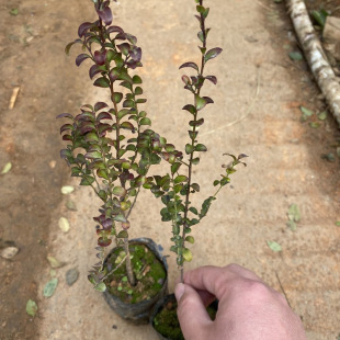 �@�־G��������̴��ľ�k��������С�~��̴���҃ȳ��GС�~��̴����