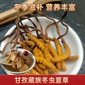 Cordyceps sinensis sichuan ganzi тибетские cordyceps sinensis fenaqu