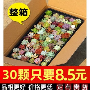 �������ֲ���҃�С���Դ��w���B�Gֲ�ﻨ�����l�r���F؛�҃�����