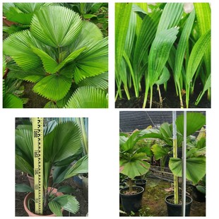 Base Wholesale Round-Leaf Palm Is Suitable for Indoor Placement, Evergreen Potted Round-Leaf Palm, Easy to Grow and Easy to Grow