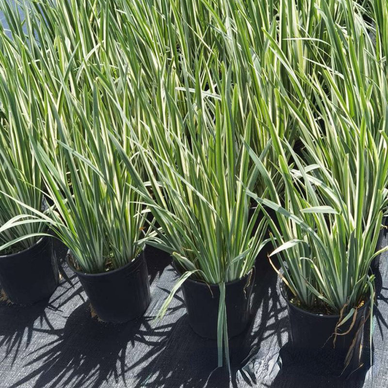 花叶玉蝉花 (4).jpg