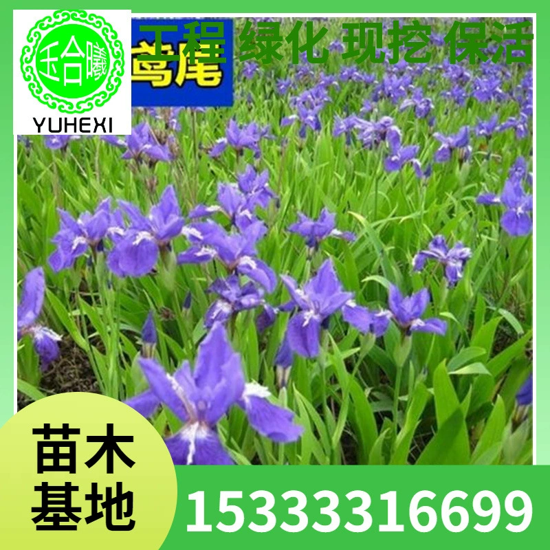 Оптовые саженцы голубого цветка ириса, садовые растения для двора и дома, горшечные саженцы фаленопсиса, саженцы для цветочного дизайна