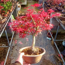 �ձ��t���辰�t�輧�����Ϙ��ļ��t�����玧�~���҃��̨ͥԺֲ��