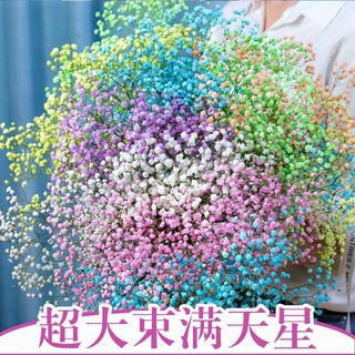 两斤装 满天星干花花束 家居餐桌摆设天然风干真花 客厅装饰摆件