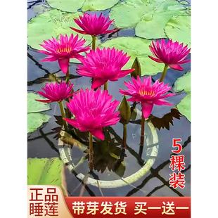 ˯ɏ���K����˯ɏ��ˮ��ֲ���ļ�ɏ������ˮ�B���ܺɻ���˯ɏ���o