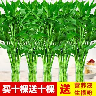 �Ӵ����F�񎧸��Gֲ�r������ˮ��͏d�k���҃�ˮ����ˮ�B