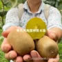 南方香甜耐寒种植苗