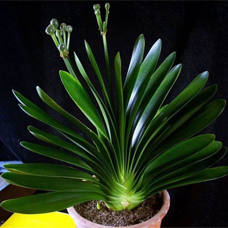 オーキアノプシス、オーキアノプシス鉢植え、オーキアノプシス苗、四季常緑植物、胡蝶蘭苗工場、卸売|undefined