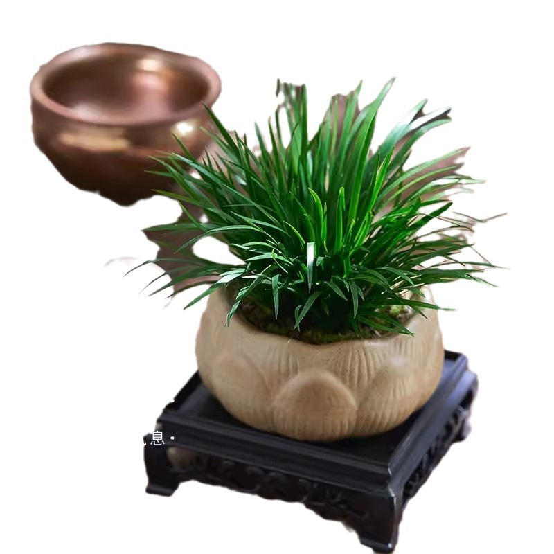 Dinero Acorus acorus bonsai pequeña maceta de oficina decoración de mesa de té modelado Zen迷 interior micro paisaje flor verde