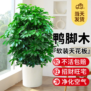 ���_ľ���Կ͏d�Gֲ�����҃ȴ��Ͱ˷���ؔ����ľ���~ɏֲ��lؔ��