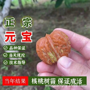 �޽Ӻ��Ҙ��籡�������㱡Ƥ��Ƥ�����籱�Ϸ��Nֲ����Y��������