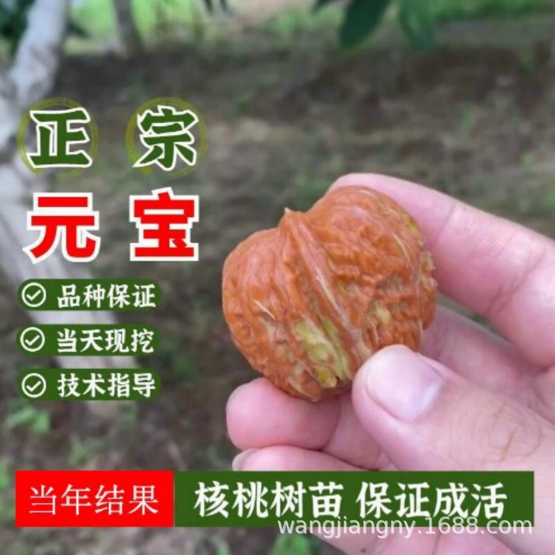 供应嫁接核桃苗 香玲核桃树苗批发价格 现挖现卖薄皮核桃苗批发