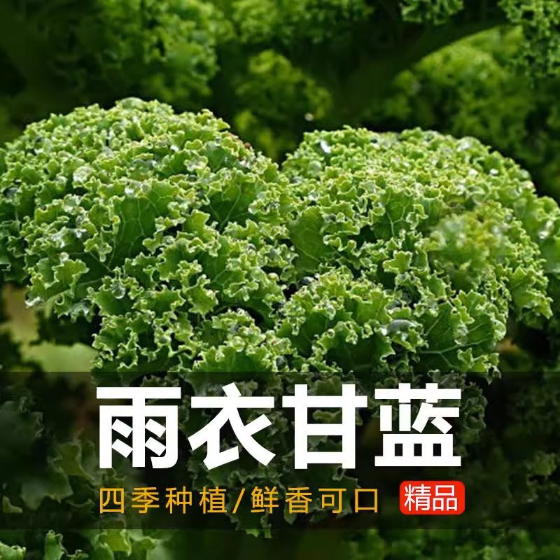 Siembra de lechuga de cuatro estaciones, semillas de lechuga de primavera y verano, semillas de lechuga de crema orgánica, semillas de lechuga de balcón