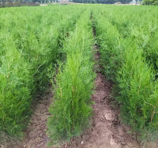 Dropshipping Hinoki Cypress Seedlings, Platycladus Orientalis Seedlings, Thuja Seedlings, Cedar Seedlings, Flat-Leafed Bacon Cypress Leaves, Thuja Trees That Can Be Used as Medicine