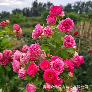 �ٱ��W���¼� ���ɻ��ܷNֲ���� �t���¼� ��ɫ�¼� �^�p�G�h