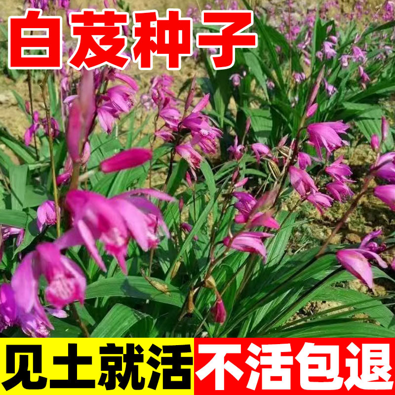 白芨种子白及种子紫花大白芨籽紫兰连及草苞舌兰南北方种植药材籽